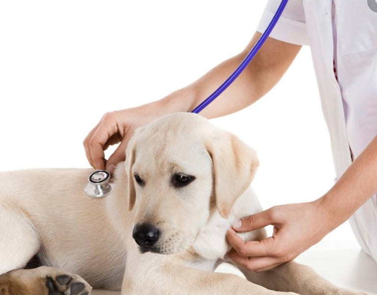 Adjudicació de places de veterinàries / veterinaris